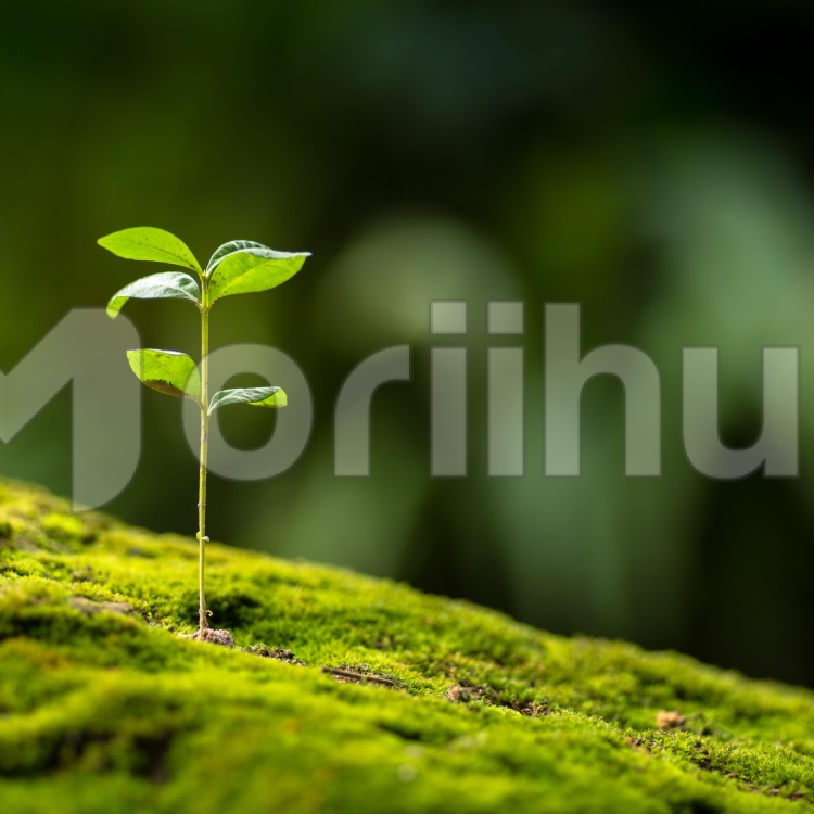 Close up Young plant growing over green background
