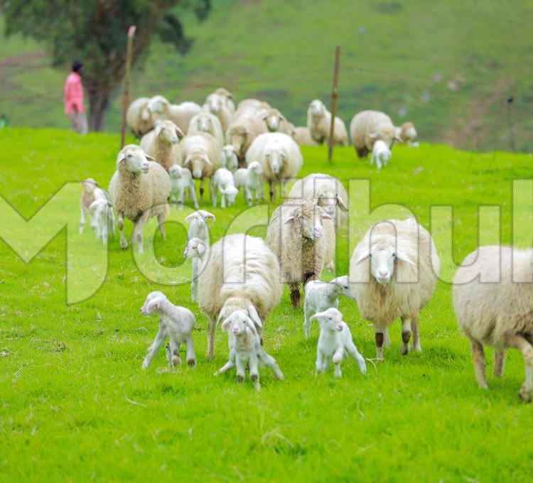 Sheep Grazing