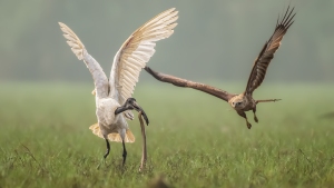 Black headed Ibis Catching a Snake and a Brahminy Kite trying to snatch it.