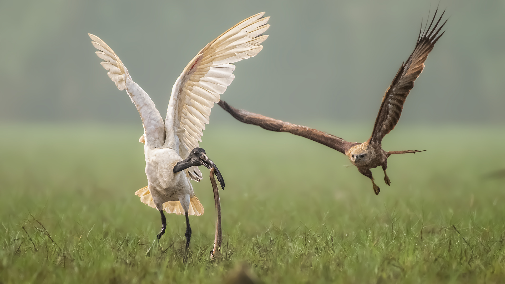 Black headed Ibis Catching a Snake and a Brahminy Kite trying to snatch it.