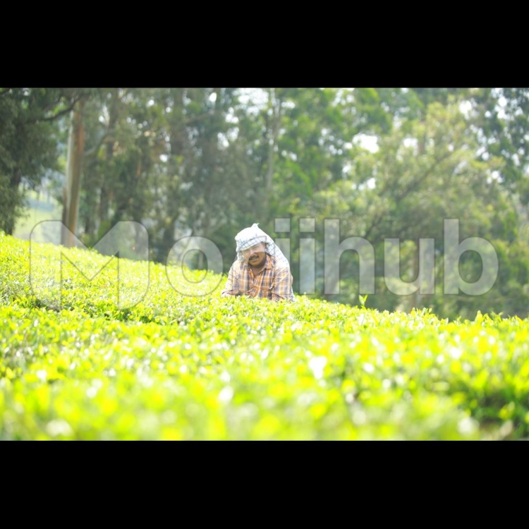 Sowing Solace