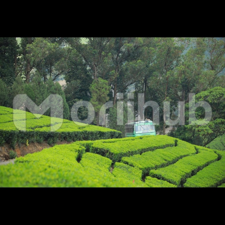 Green Passage