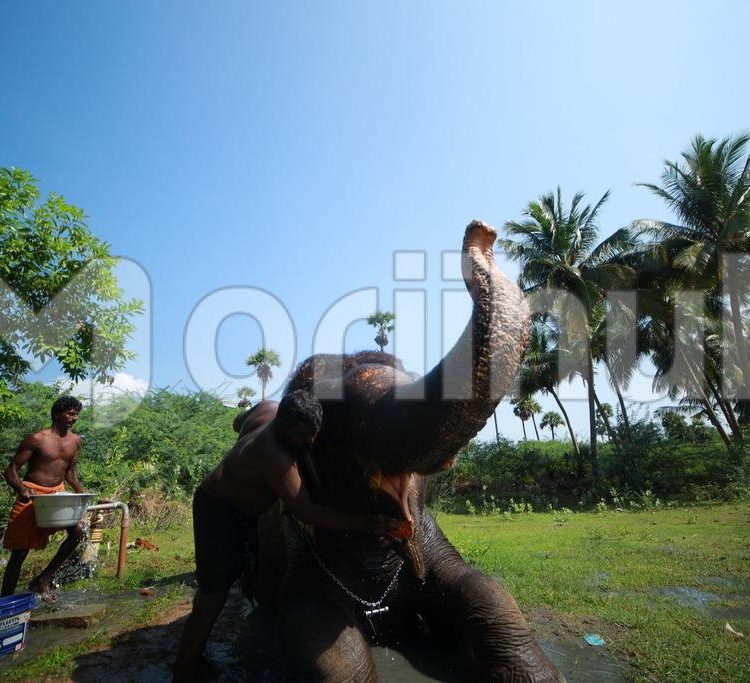 Elephant Companionship