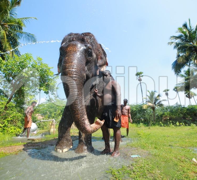 Man And Elephant